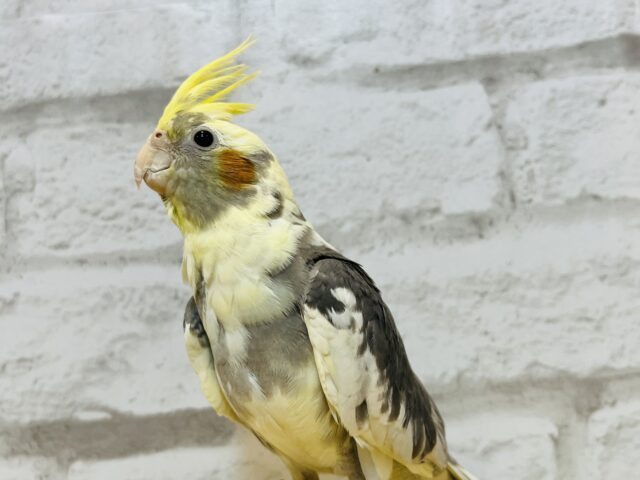 オカメインコ