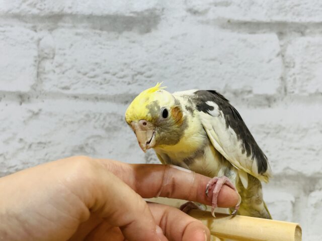 オカメインコ