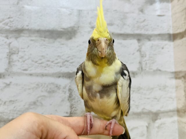 オカメインコ