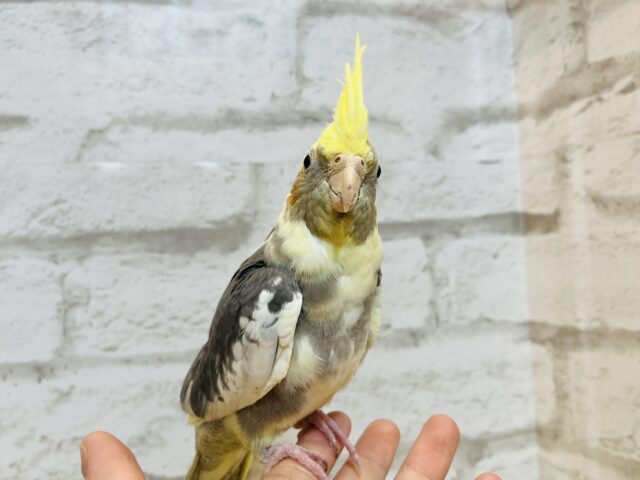 オカメインコ