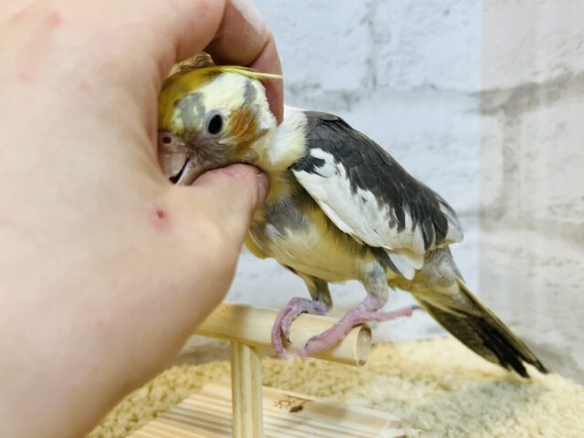 オカメインコ