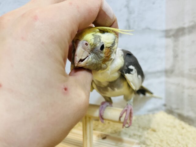 オカメインコ