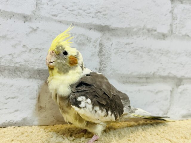 オカメインコ