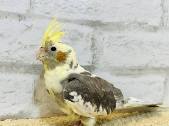 オカメインコ