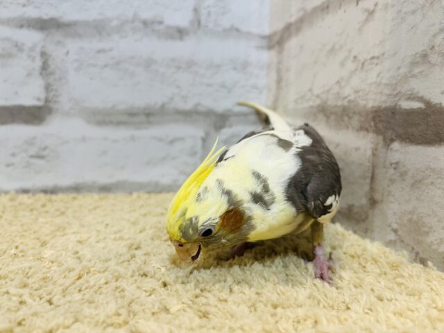 オカメインコ