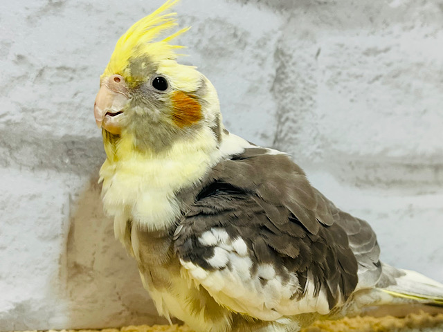 一緒に遊ぼう♪オカメインコ(パイド)