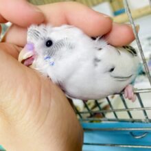 なれてるよ〜❣️ヒナ餌卒業間近❣️手のり❣️最新画像❣️可愛さVIVID命中💓←←←🏹　セキセイインコ　白ハルクイン