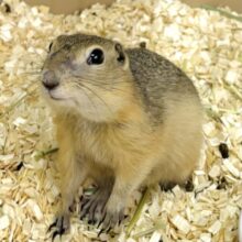 リチャードソンジリス  男の子  🐿💛