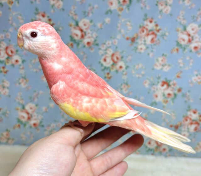 アキクサインコ（秋草インコ）