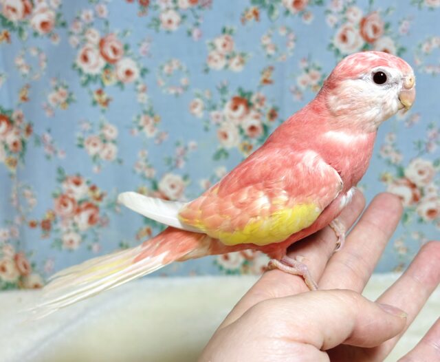 アキクサインコ（秋草インコ）