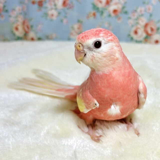 アキクサインコ ルビノー（スーパーレッド）🍎🍑