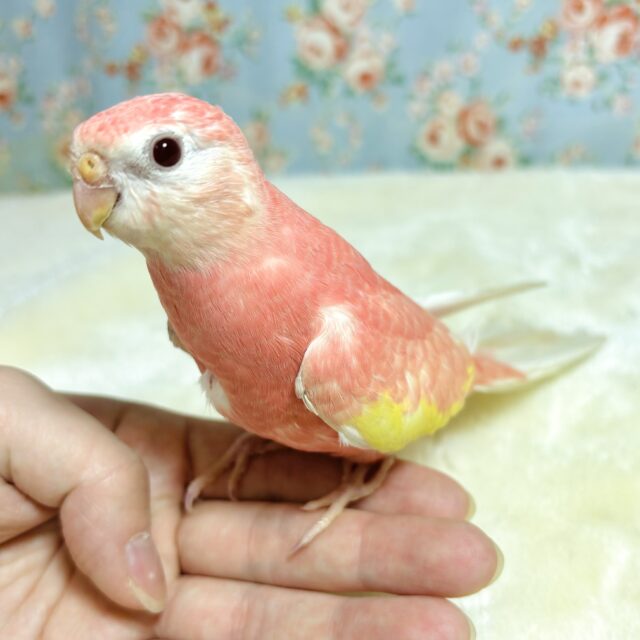 アキクサインコ ルビノー（スーパーレッド）🍎🍑