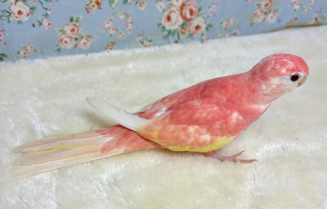 アキクサインコ（秋草インコ）