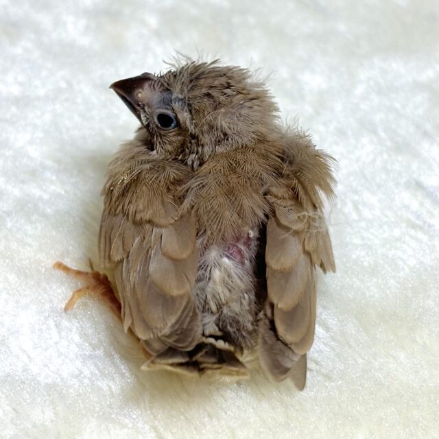 錦花鳥（キンカチョウ）