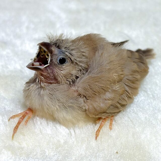 錦花鳥（キンカチョウ）