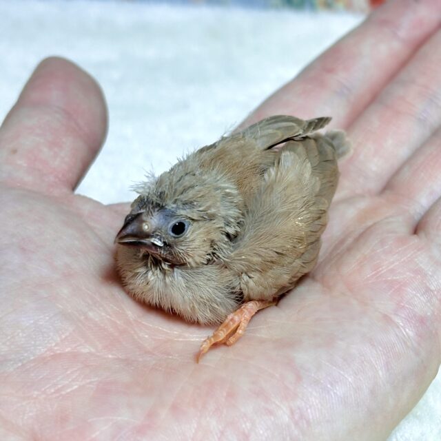 錦花鳥（キンカチョウ）