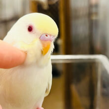 【最新画像・動画更新🪄ひとり餌になりました‪☆】レアカラー♡魅力の詰まったヒナっ子♡セキセイインコ(ファロー) ヒナ