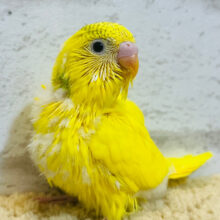 個性派‪☆元気をたくさん届けるよ🎁⋆*セキセイインコ(ハルクイン) ヒナ