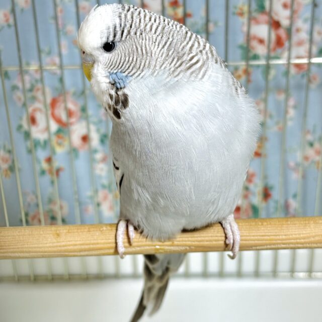 ジャンボセキセイインコ