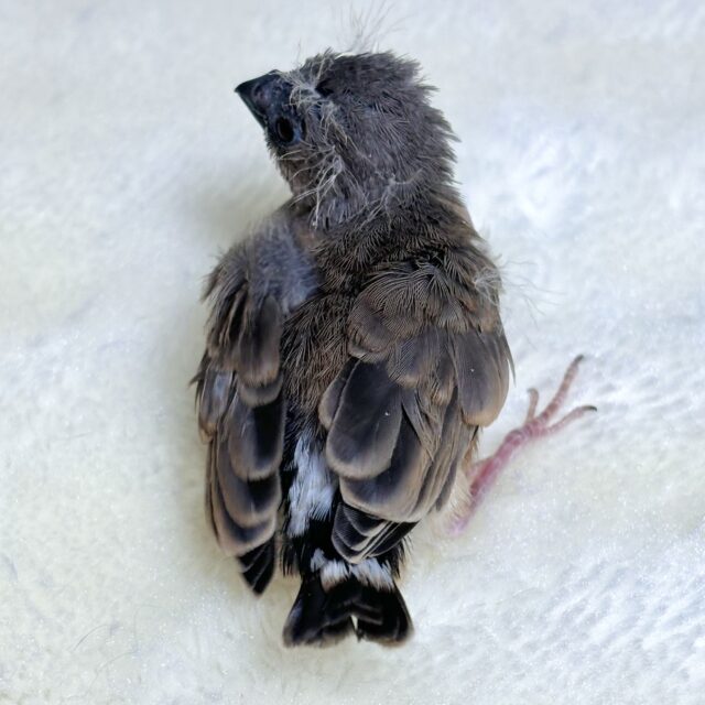 錦花鳥（キンカチョウ）