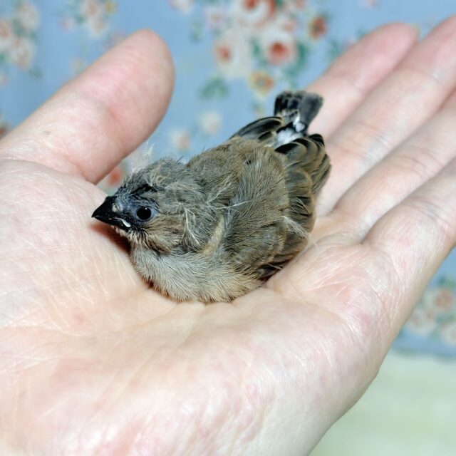 錦花鳥（キンカチョウ）