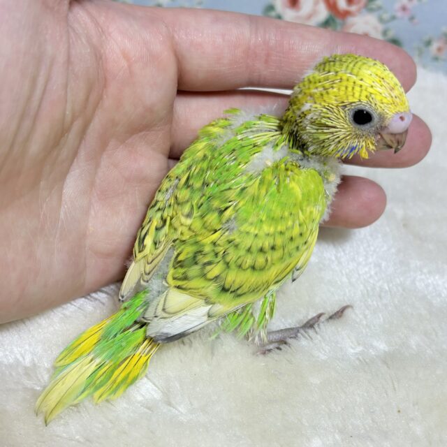 セキセイインコ