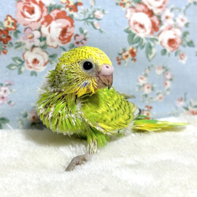 セキセイインコ イエロースパングル ( ･θ･)🍋🍀