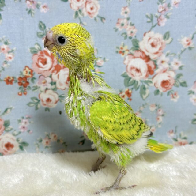 セキセイインコ
