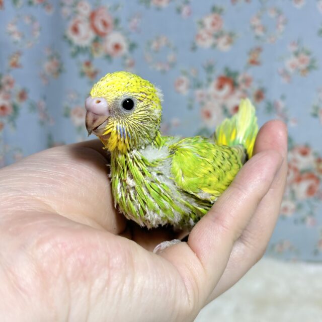 セキセイインコ