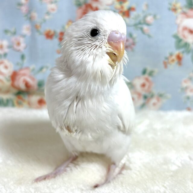 セキセイインコ ホワイトダブルファクター ☁🫧🤍