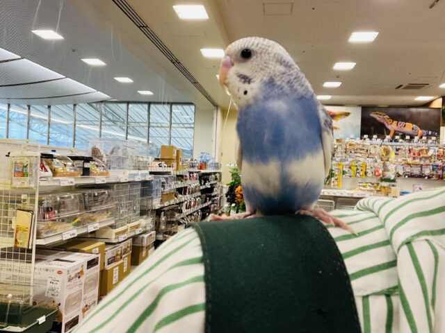 セキセイインコ