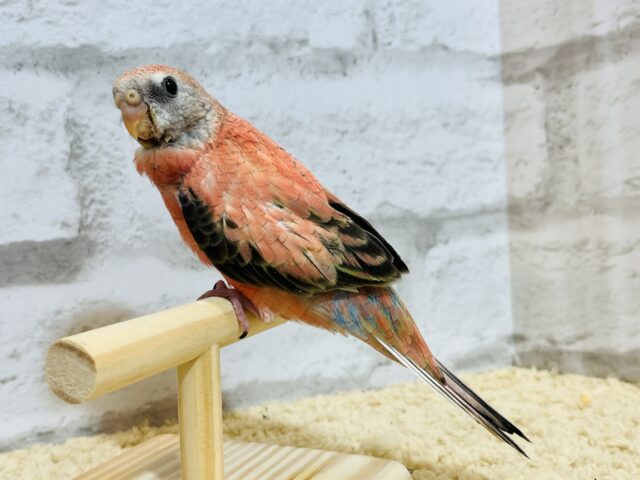 アキクサインコ（秋草インコ）