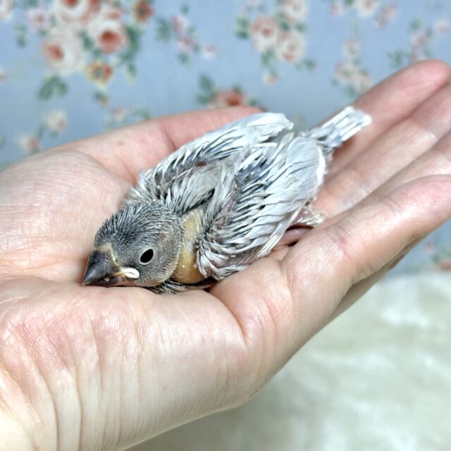 シルバー文鳥