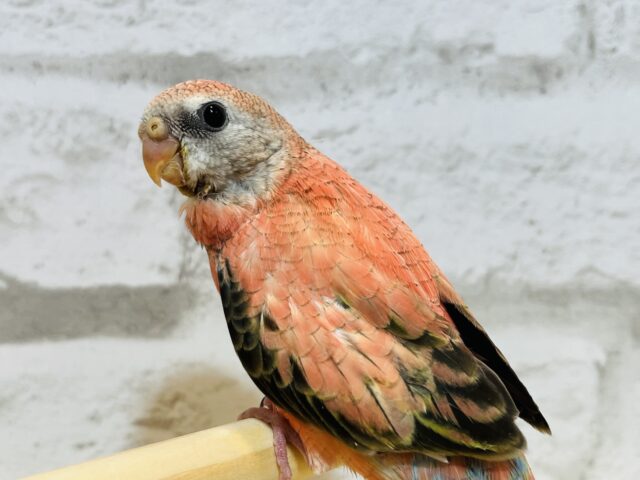 アキクサインコ（秋草インコ）