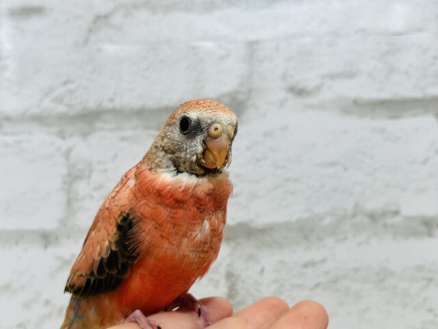 アキクサインコ（秋草インコ）