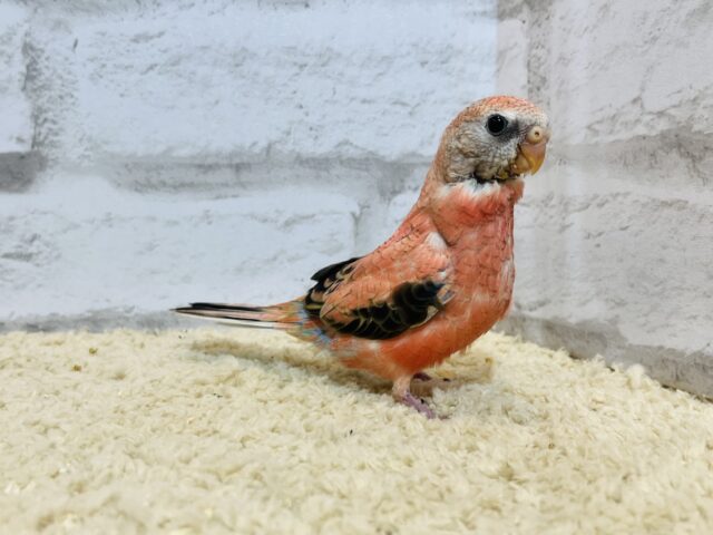 アキクサインコ（秋草インコ）