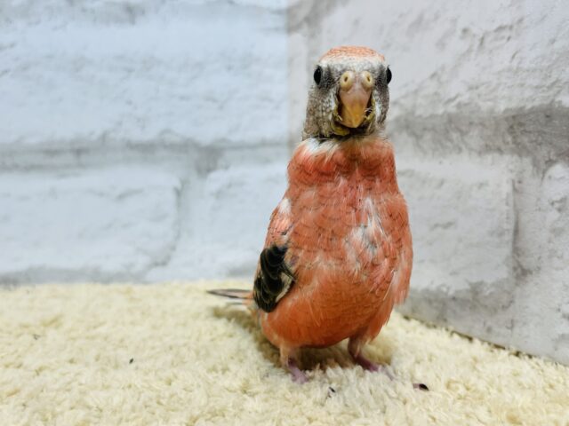 アキクサインコ（秋草インコ）