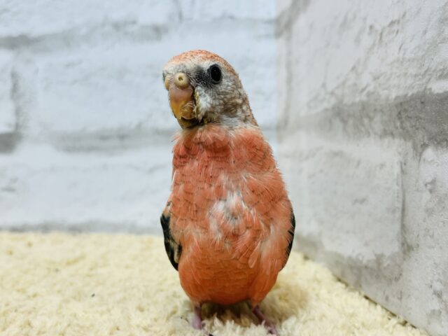 アキクサインコ（秋草インコ）