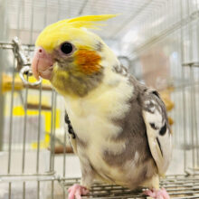 【最新画像更新🪄ひとり餌になりました！】ジャージャー鳴くよ♪小さな怪獣🦖オカメインコ(パイド) ヒナ