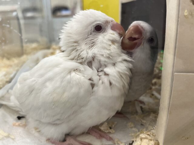 オキナインコ