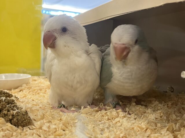 オキナインコ