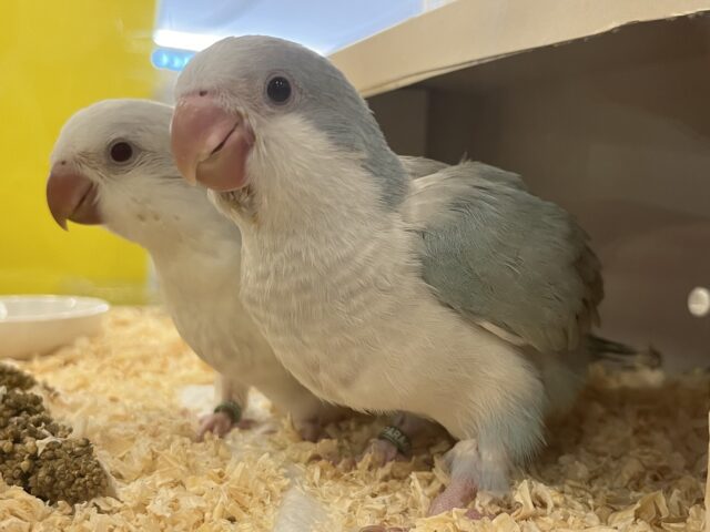 オキナインコ