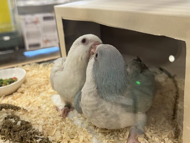 オキナインコ