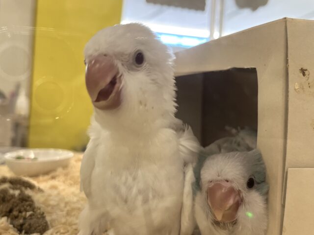 オキナインコ