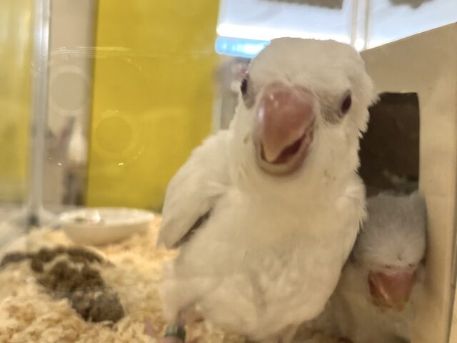 オキナインコ