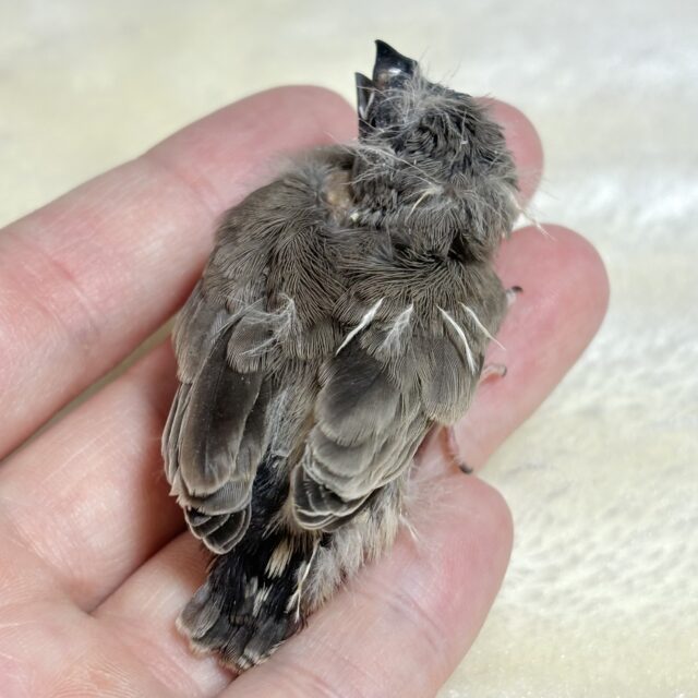 錦花鳥（キンカチョウ）