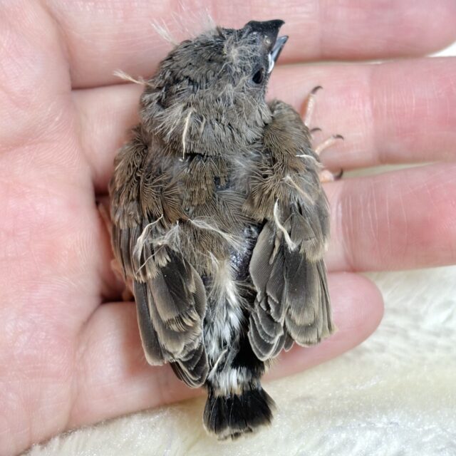 錦花鳥（キンカチョウ）