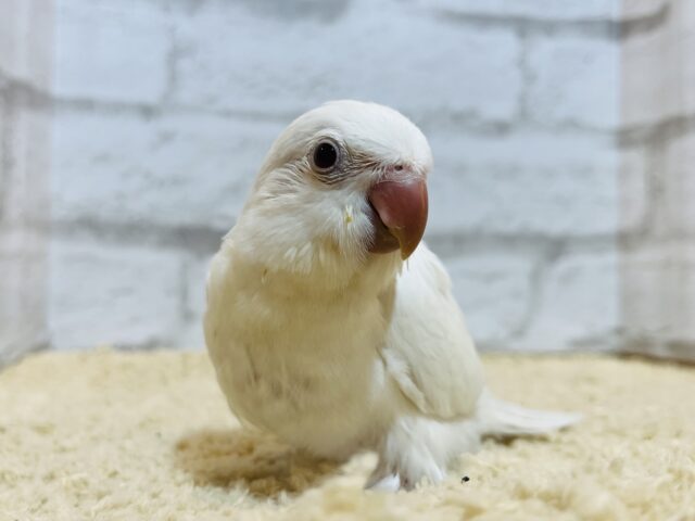 オキナインコ