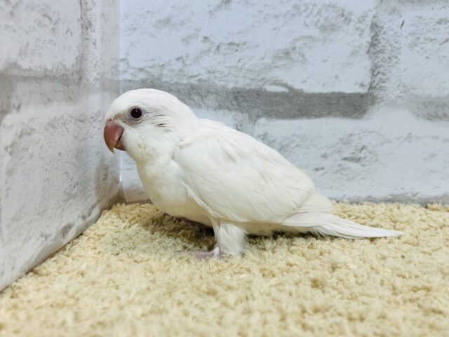 オキナインコ