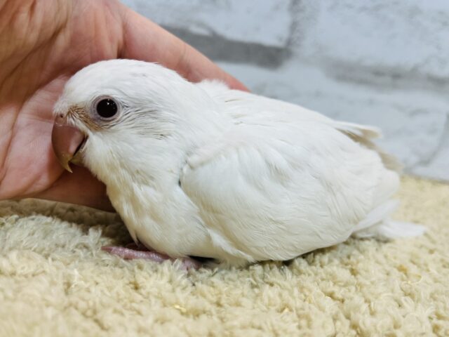 オキナインコ